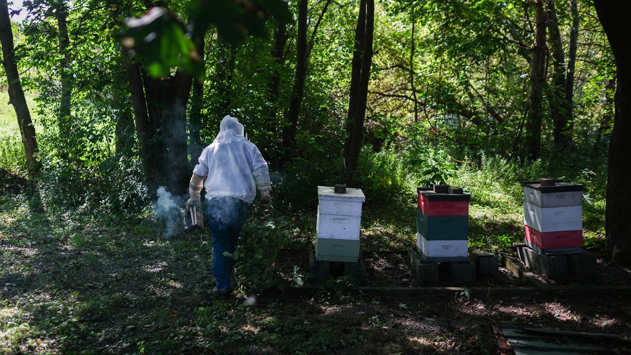 不加关注，纽约的蜜蜂对野生蜜蜂物种构成风险